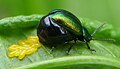 Coleoptera-Chrysomelidae-Gastrophysa-viridula-201205060102.JPG