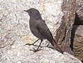 Female; Playa de Cabanas, La Coruña, Spain