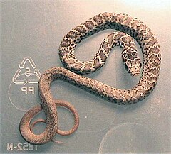 Juvenile eastern yellow-bellied racer, C. c. flaviventris Coluber constrictor flaviventris.jpg