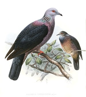 Ceylon pigeon