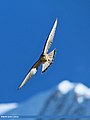 Common Kestrel (Falco tinnunculus) (20372554938).jpg