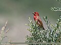 Common Rosefinch (Carpodacus erythrinus) (45225493522).jpg