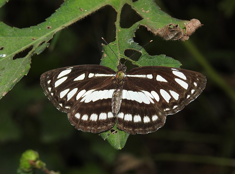 File:Common Sailer Neptis hylas UP by Dr. Raju Kasambe DSCN3918 (3).jpg