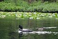 Common loon and chick, Kenai National Wildlife Refuge, AK (6449997887) .jpg