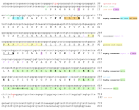 Conceptual translation of human C11orf91 gene/protein. Conceptual Translation of Human C11orf91.png
