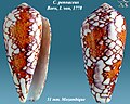 Conus pennaceus Born, I. von, 1778