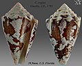 Conus regius 4.jpg