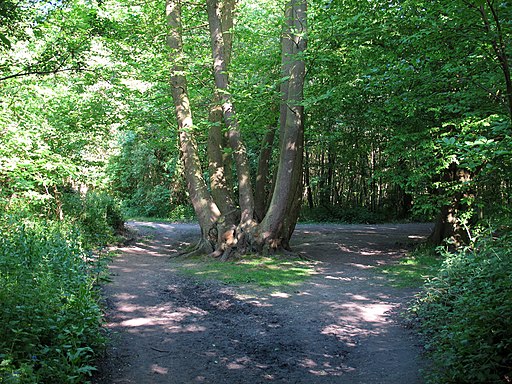 Coppiced tree at path junction - geograph.org.uk - 2966660