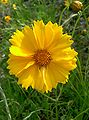 Coreopsis lanceolata