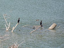 Dei cormorani e una femmina di germano reale sul lago