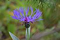 Centaurea