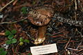 Cortinarius glaucopus