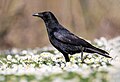 * Nomination Carrion crow in Parc Georges-Valbon, France. --Alexis Lours 20:19, 19 March 2022 (UTC) * Promotion  Support Good quality. --Steindy 00:07, 20 March 2022 (UTC)