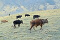 Mucche che vagano nei pascoli alpini (Bugyal) all'interno della Riserva della Biosfera di Nanda Devi.jpg