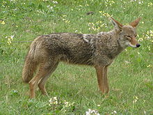 Coyote2008.jpg