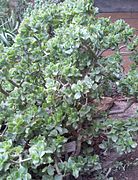 C. arborescens ssp. undulatifolia, Kirstenbosch Nat'l Botanical Garden