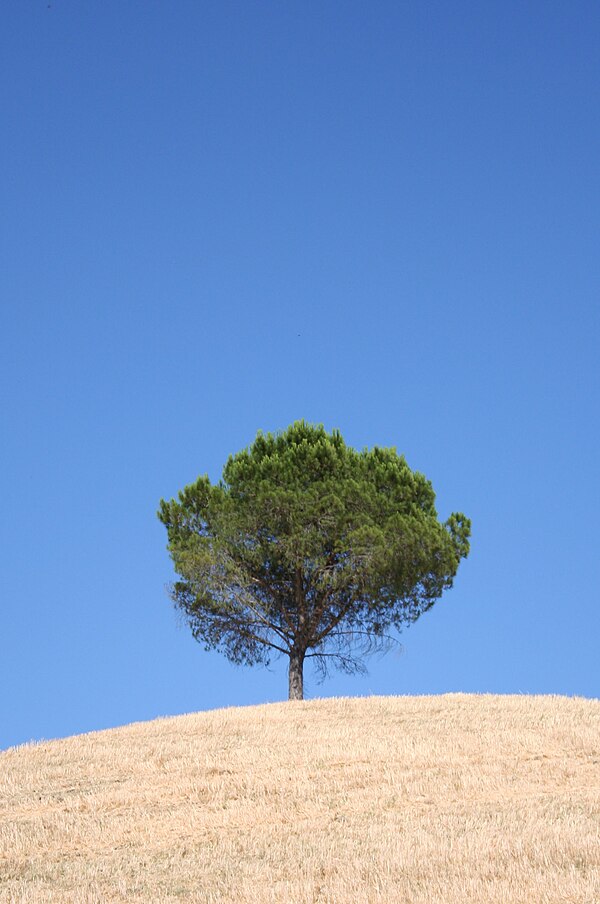 Crete Senesi