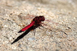 Vuurlibel (Crocothemis erythraea)