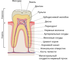 Строение зуба на примере человека 