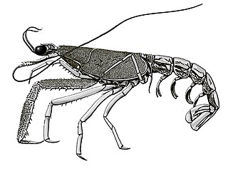 <i>Laurentaeglyphea</i> Genus of crustaceans