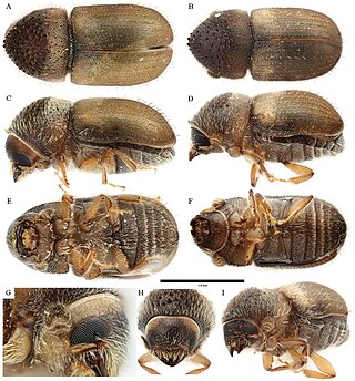 <i>Cryphalus dilutus</i> Species of beetle
