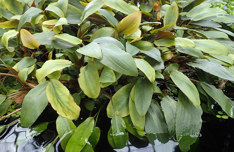 File:Cryptocoryne beckettii kz1.jpg