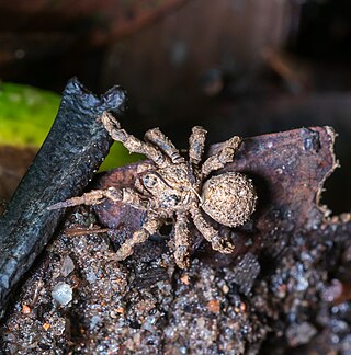 <i>Cryptothele</i> (spider) Genus of spiders