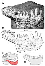 Pienoiskuva sivulle Cryptovenator