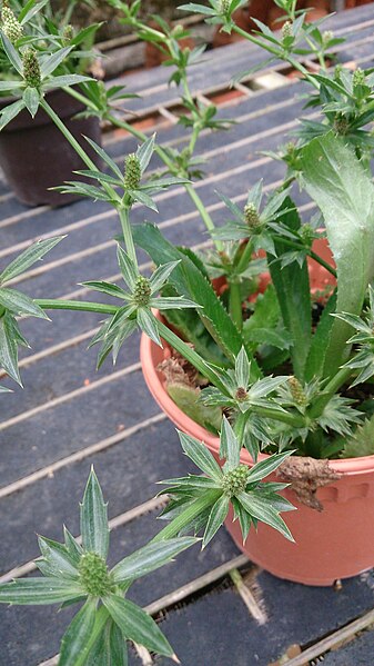 File:Culantro (Eryngium foetidum) 1.jpg