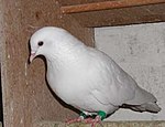 List Of Pigeon Breeds