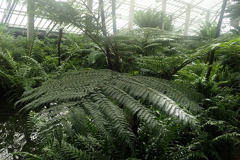 File:Cyathea cooperi kz6.jpg