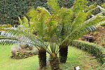 Vignette pour Cycas rumphii