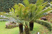 Cycas rumphii-IMG 9702.JPG