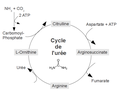 Vignette pour Cycle de l'urée