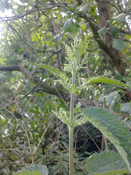 File:Détail d'une ortie à Grez-Doiceau 004.jpg