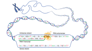 DNA transcription.png