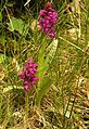 Dactylorhiza cordigera subsp. pindica Greece