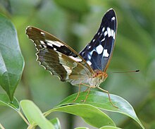 Common Argynnis sagana butterfly common in this area Damora sagana.JPG