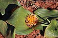 Daubenya capensis 94292202.jpg