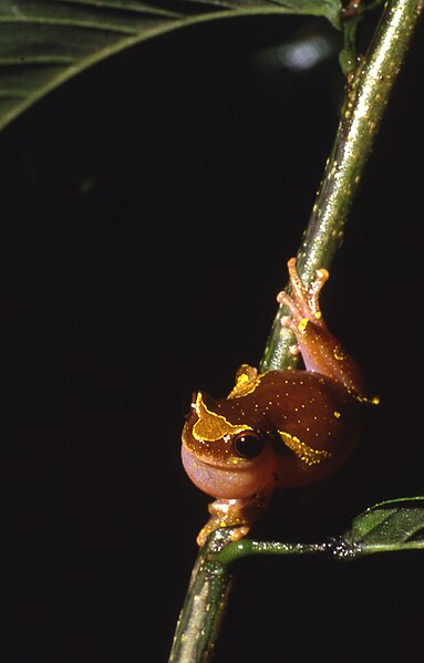 File:Dendropsophus sarayacuensis01.jpg