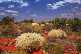 scrubland in bloei