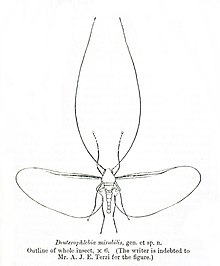 DeuterophlebiaMirabilis.jpg