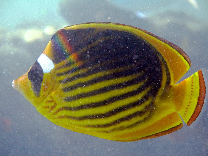 File:Diagonal Butterflyfish (Chaetodon fasciatus) with a rainbow on it, at the Red Sea, Eilat, Israel.jpg