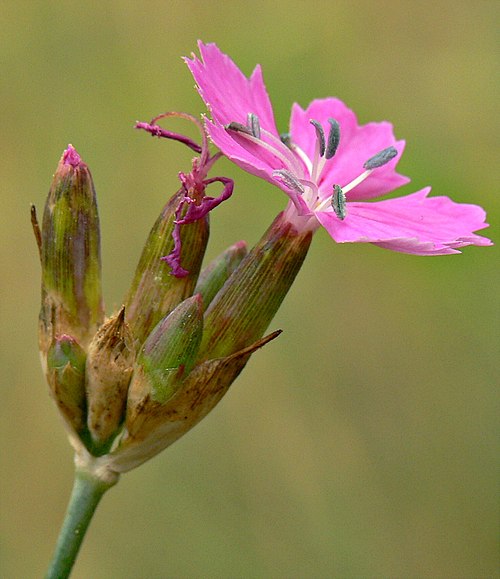 Dianthus tymphresteus