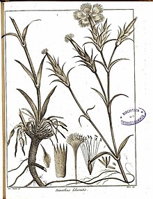 Dianthus libanotis илюстрация.jpg