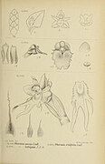 Oberonia lotsyana fig. 176