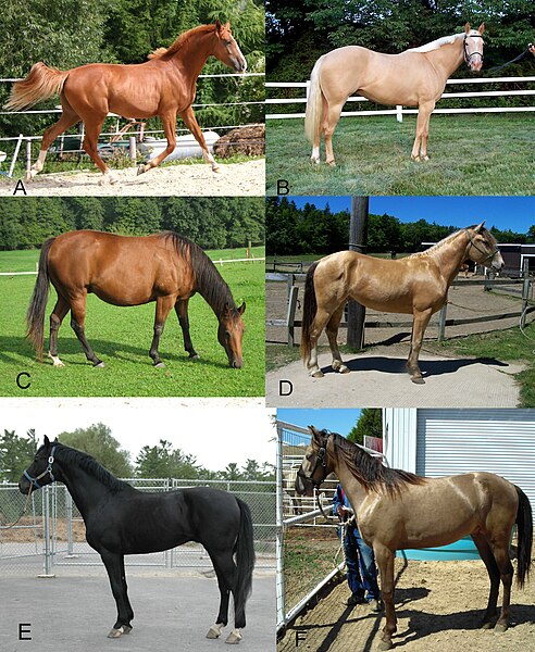 File:Dilution Gene - Champagne Horses.jpg
