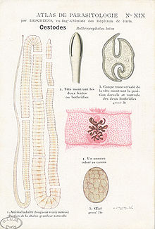 diphyllobothriasis parazita