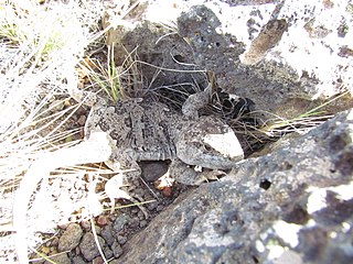 Darwins iguana Species of lizard