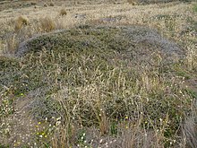 Discaria toumatou, host species of P. phricias. Discaria toumatou Raoul (AM AK306045-2).jpg